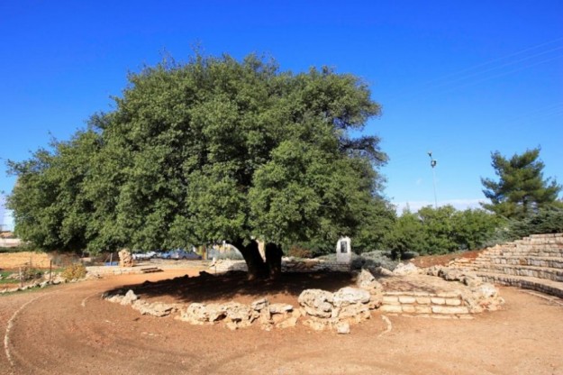 האלון הבודד. גוש עציון