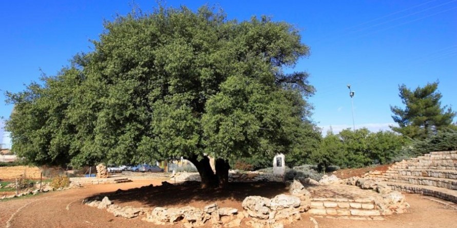 האלון הבודד. גוש עציון